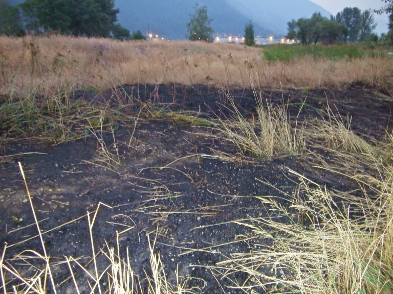 Grass fire extinguished in Railtown