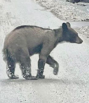 ‘Physically he’s okay’: URSA Project on bear roaming through Nelson