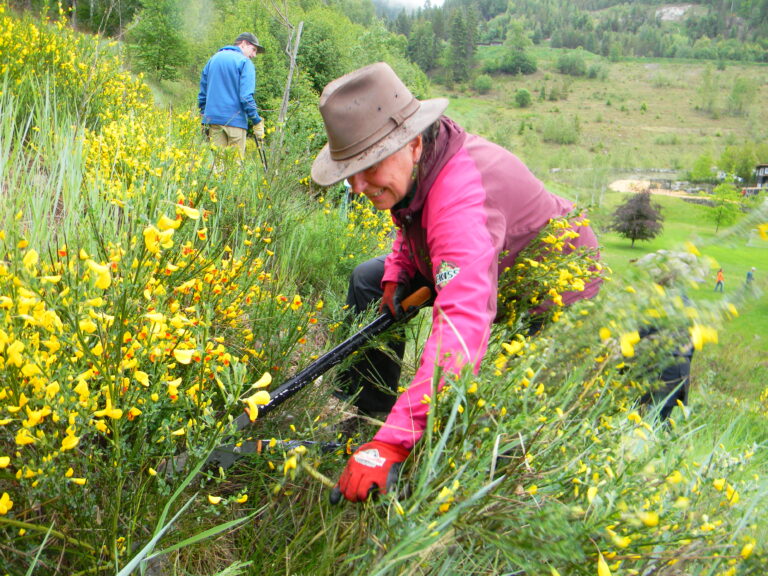 CKISS launches Kootenay Broom Busters Program to help combat invasive Scotch broom