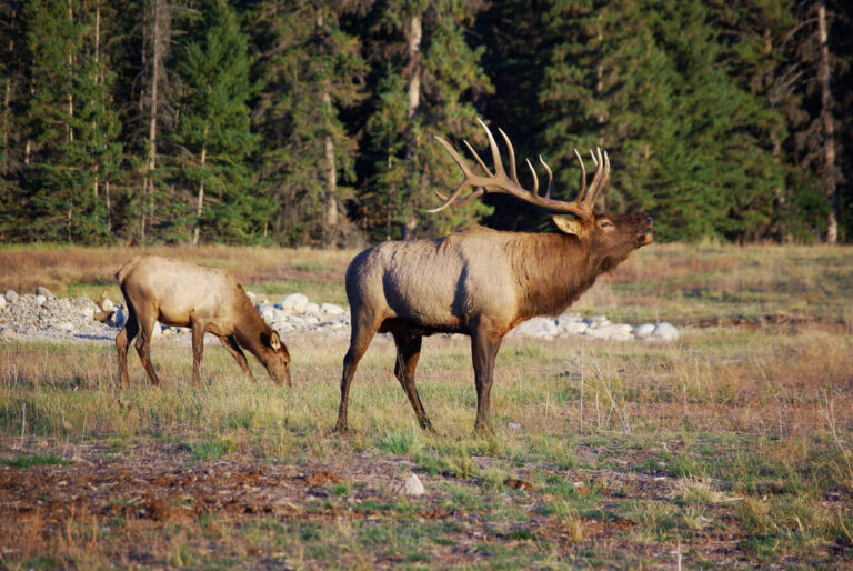 B.C. increases fine for violating Wildlife Act