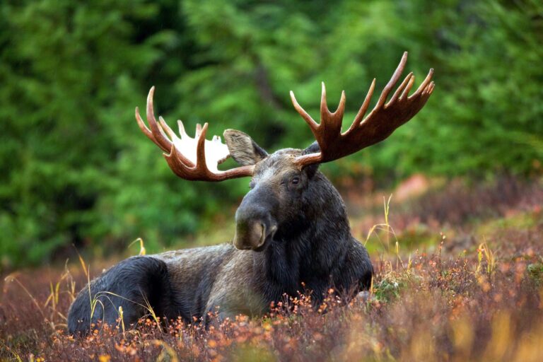 CWD testing expanding to elk and moose