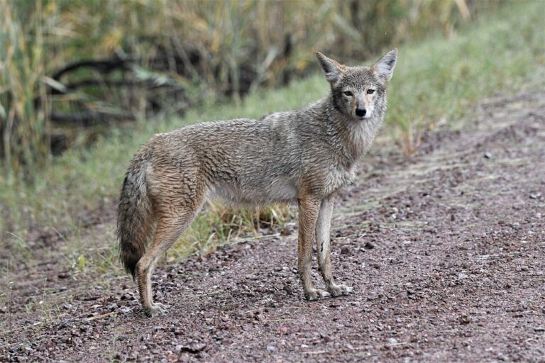 Staying safe during coyote breeding season