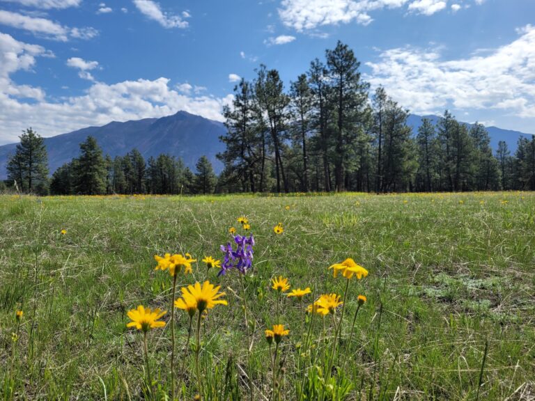 National conservation group says B.C. needs to speed up land protection promises